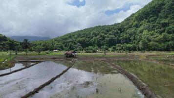 Aerial drone view of rice fields and natural landscape during the rainy season in rural countryside. video