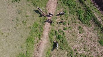 A top-down aerial view of a group of buffaloes walking along a dirt path in a grassy field. Drone Photography. video