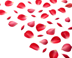 red petals floating across a transparent background. png