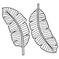 Banana leaf line art botanical hand drawn elements collection. illustration. vector