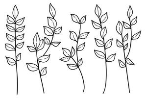 Hand drawn line art botanical leaves and flowers collection. vector