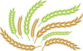 Green and Brown Wheat Ears Grain Design Elements vector