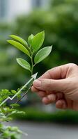 A hand holding a plant with a green arrow pointing up photo