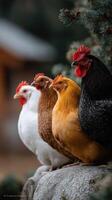 Three chickens are standing on a rock photo