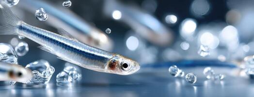 A group of small fish swimming in water photo