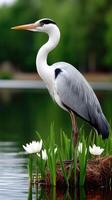 A heron stands on a log in the water photo