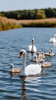 A family of swans swim in a lake photo