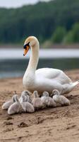 A swan with her young on the beach photo