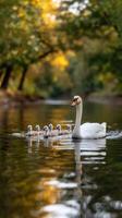 A swan family swims in the water photo