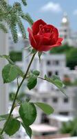 A single red rose on a stem in front of a building photo