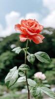 A single red rose is growing in front of a green background photo