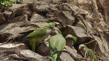 Monks parakeets fighting in a palm tree video