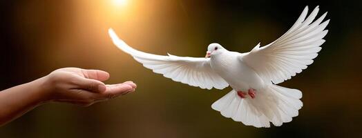 A white dove flying in the air with a hand reaching out photo