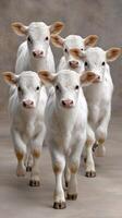 A group of white cows photo