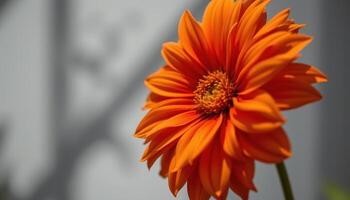 close up view of a rich tangerine dahlia with sharp contrast between shadows and shine. photo
