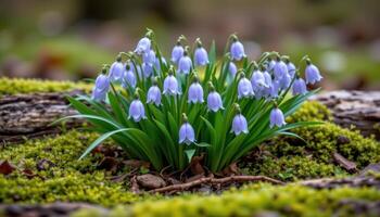 close up view of a cluster of pale bluebells leaning over mossy wood logs. photo