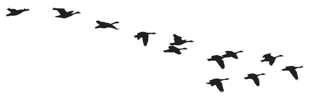 Flock of Wild Birds Flying in Formation Isolated on White Background vector