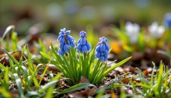 close up view of a tiny cluster of blue grape hyacinths emerging through early spring grass. photo