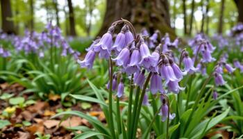 close up view of a cluster of pale lavender bluebells leaning under a wooded canopy. photo