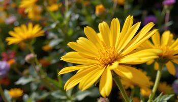 close up view of a golden aster with detailed yellow petals under autumn light. photo
