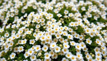 close up view of a bright white alyssum flower bed blending into a floral cloud. photo