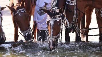 Arabian horses drinking water in a farm in Oman video