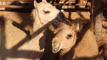 Cute camel calfs at the stable in Abu Dhabi, UAE video