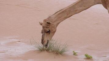Middle Eastern camel in the desert in UAE eating green shrub video
