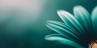 Teal Flower Petals Close Up Macro Photography Nature Image photo