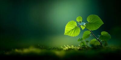 Bright Green Leaf Sprout on Mossy Ground Dark Background Nature Photography photo