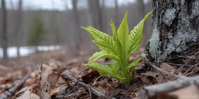 Bright Green Plant Sprout Growing Near Tree Trunk in Forest Spring Season photo