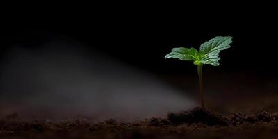 Small Plant Sprout Growing in Dark Soil with Light Beam photo