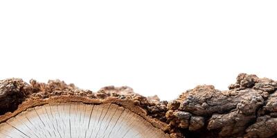Detailed Closeup of Tree Trunk Cross Section Showing Bark Texture and Wood Grain photo