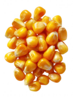 Close up view of a pile of yellow corn kernels on a transparent background in a studio setting png