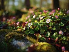 A Spring Forest Where The Ground Is Blooming photo