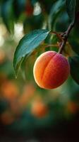 A Sunny Sweetness from the Orchard the Orange Apricot photo