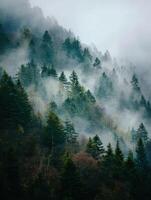 A Thick And Heavy Fog Obscuring A Forest On A Mountain photo