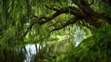 A Thick Willow Tree By A Peaceful River photo
