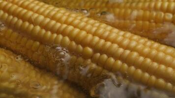 Close-Up View of Fresh Corn on the Cob Boiling in Water During Cooking Process in Kitchen video