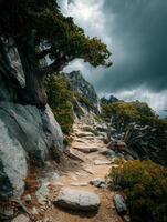 An Ascending Journey On A Hardy Mountain Trail photo