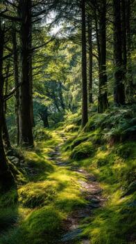 A Twisting Forest Trail With Spotted Sunlight photo