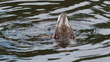 Curious Duck Diving in Tranquil Pond Creating Ripples in Serene Natural Habitat video