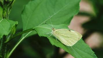 A close-up of a white butterfly perched on a green leaf, highlighting the delicate beauty of nature and the peacefulness of the natural world. video