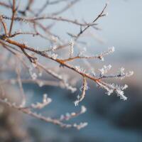 Bare Branches Covered In Frost Seen Up Close photo