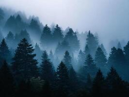 Enigmatic Fog That Shrouds A Peaceful Woodland photo