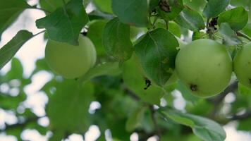Close-Up of Green Apples Hanging on a Branch with Lush Leaves in a Natural Outdoor Setting video