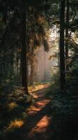 Another Forest Path At Sunset In A Tranquil Scene photo