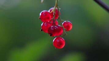 Close-up of ripe red currant berries hanging on a delicate branch in a natural green garden environment video