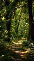 Dappled Sunshine On A Summer Forest Pathway photo