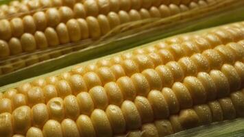 Close-Up of Fresh Dew-Covered Corn on the Cob in Natural Green Husk Environment video